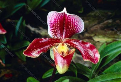 30 เมล็ดพันธุ์ เมล็ดกล้วยไม้ กล้วยไม้รองเท้านารี (Paphiopedilum Orchids) Orchid flower seeds อัตราการงอกสูง 70-80%