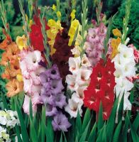 10หัว แกลดิโอลัส (Gladiolus) หรือดอกซ่อนกลิ่นฝรั่ง คละสี เป็นดอกไม้แห่งคำมั่นสัญญา ความรักความผูกพัน สินค้าตามรูป