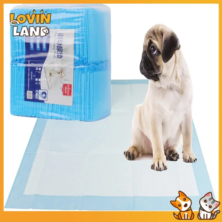 Why Does My Dog Keep Leaking Pee