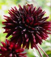 1 หัว /ชุุด เหง้า ต้นรักเร่ Dahlia Bulb สายพันธุ์ black jack สีดำ หัวรักเร่ ดอกไม้ ดอกรักเร่ รักแรกพบ เฟิร์สเลิฟ ดอกไม้นำเข้า พร้อมให้ดอก