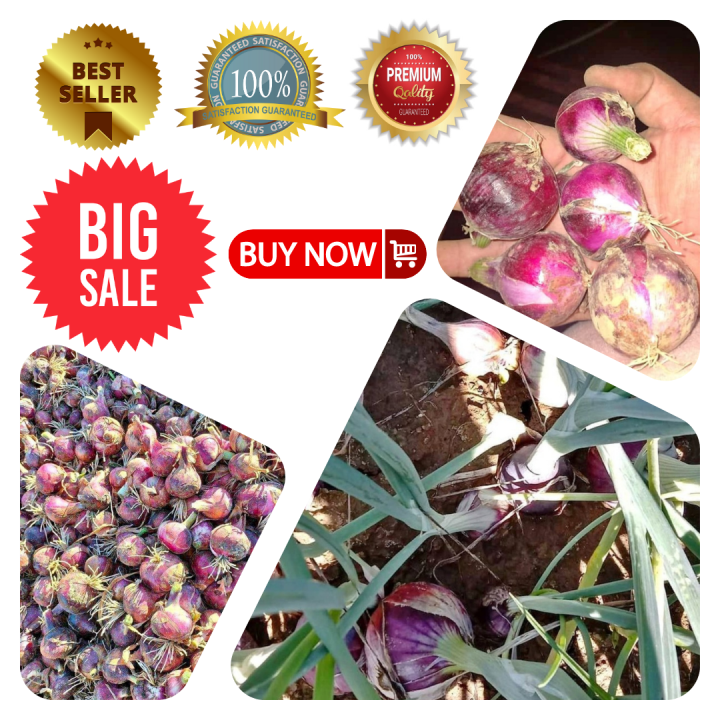 1 KG RED ONION PULANG SIBUYAS SIBUYAS NA PULA LOCAL ONION 1KG BULB