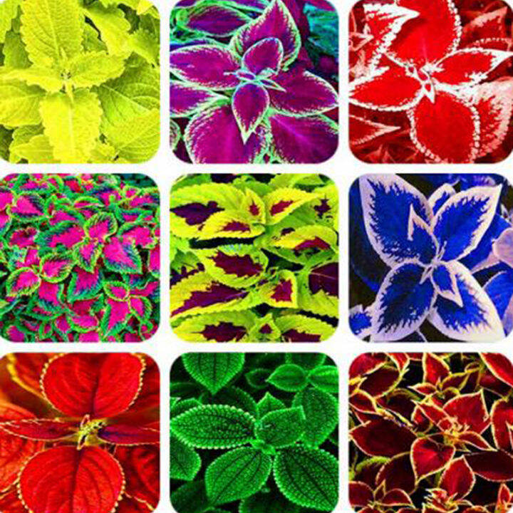 Philippines Ready Stock Coleus Seed 100Pcs Rainbow Coleus Bonsai Flower