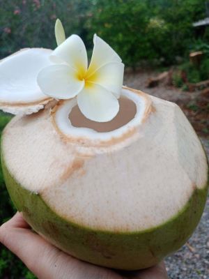 มะพร้าวน้ำหอมแท้ 100%  จากสวนบ้านแพ้ว Coconut Water สดใหม่จากต้น  น้ำหอมหวานมาก จากธรรมชาติ (แบบลูกไม่ปลอก)