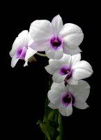 35 เมล็ดพันธุ์ เมล็ดกล้วยไม้ ฟาแลนนอปซิส (Phalaenopsis Orchids) Orchid flower seed. อัตราการงอกสูง 80-85%