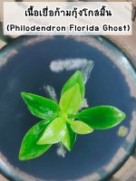 เนื้อเยื่อต้นก้ามกุ้งโกสด่าง (Philodendron Florida Ghost) 1 กระปุก 1 ต้น