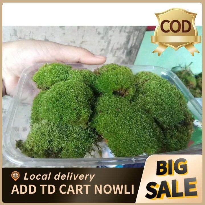 2024 cushion moss(landmoss) Lazada PH