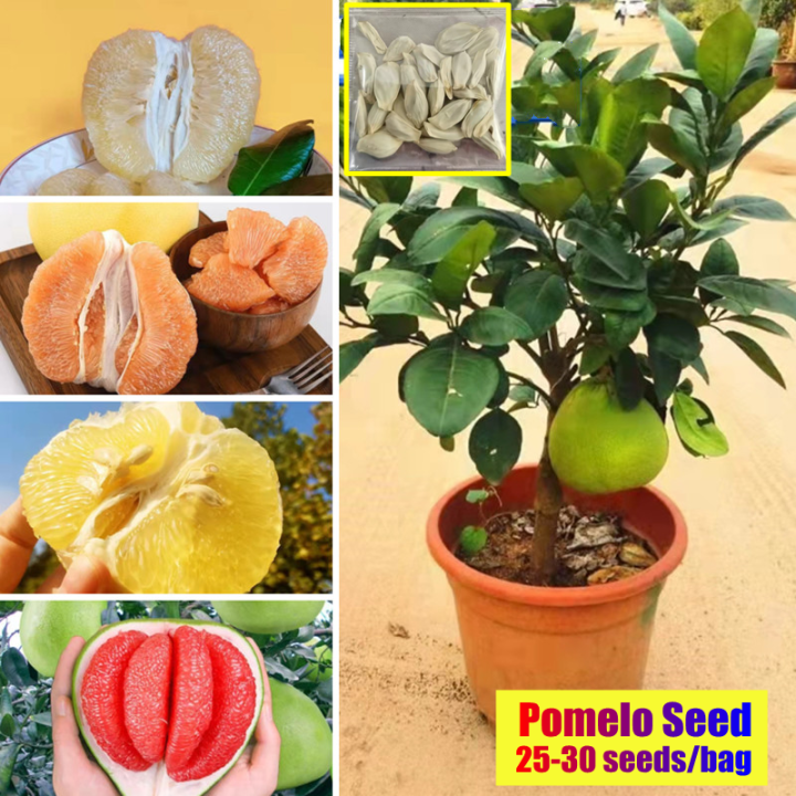  25 hybrid pomelo seeds dwarf