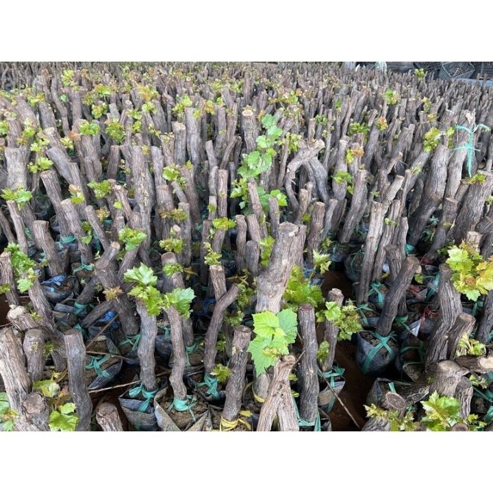 ต้นองุ่นแม่มด-นำเข้า-ผลดกมาก-1ต้น-ต้นองุ่นไรเม็ด-ต้นองุ่นบราซิล-ต้นองุ่นปลูก-พันธุ์ต้นองุ่น-ต้นองุ่นไข่ปลา-ต้นองุ่นนำเข้า