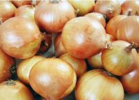 100 เมล็ด เมล็ดหอม่ สายพันธุ์ หอมใหญ่ คริสติน Allium cepa  อัตราการงอก 70-80% Onion seeds