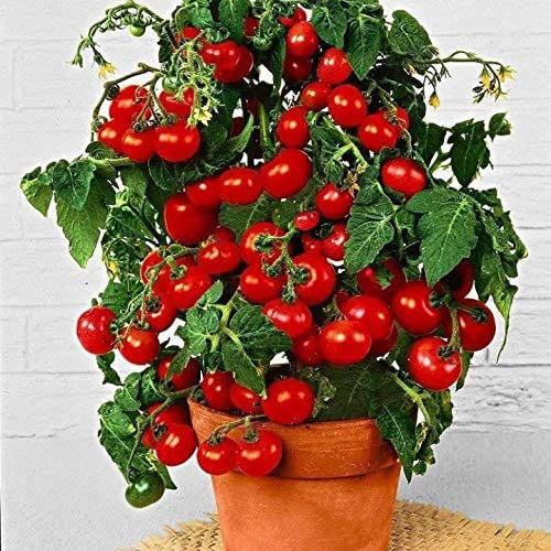 Dwarf Bush Cherry Tomatoes Seeds for Planting About 100 SeedS | Lazada PH