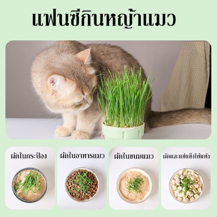 smilewil-ชุดปลูกหญ้าแมว-เมล็ดพืช-4-แพ็ค-เมล็ดข้าวสาลี-ปลูกง่าย-หญ้าแมวออแกนิก-นํากลับมาใช้ใหม่ได้