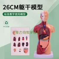 28 cm high human organ system anatomical distribution model of human body organs structure 26 cm