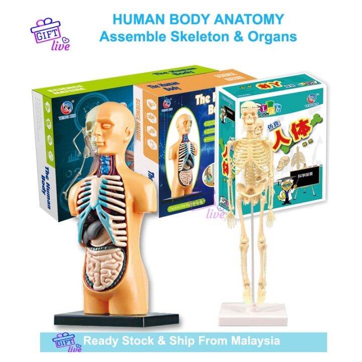 Human Body Anatomy Skeleton Organs DIY Assembly STEM SYEAM Science