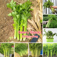 การันตีอัตรางอก ต้นพันธุ์แข็งแรง เมล็ดพันธุ์ 200pcs Tropical Celery Seeds Green Stem Celery Plant เมล็ดพันธุ์ผัก ปลูกผัก ผักสวนครัว ปลูกผัก สวนครัว เมล็ดบอนสี Vegetable Plant Seeds Organic Vegetable Seeds Herbs Seeds เมล็ดผัก เมล็ดพืช ผักสวนครัว