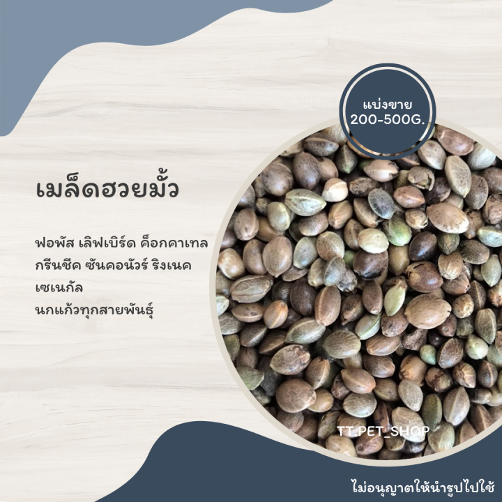 เมล็ดฮวยมั้ว-แบ่งขาย-200-500g-สำหรับฝึกนก-ให้รางวัลนก