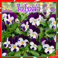 เมล็ดดอกไม้ ? เมล็ดไวโอล่า (Viola flowers) ไวโอล่า  50 เมล็ด