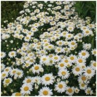 100/ชุด เมล็ดพันธุ์ Chrysanthemum leucanthemum ox eye daisy white breeze