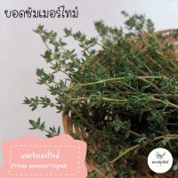 ยอดซัมเมอร์ไทม์ #สำหรับตกแต่งเค้ก #ทำอาหาร #fresh herb #สมุนไพรฝรั่ง