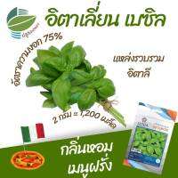 เมล็ด อิตาเลี่ยน เบซิล ( Italian Basil ) 1,200 เมล็ด กลิ่นหอม เมนูฝรั่ง