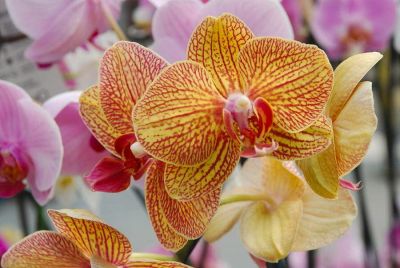 30 เมล็ดพันธุ์ Bonsai เมล็ดกล้วยไม้ ฟาแลนนอปซิส (Phalaenopsis Orchids) Orchid flower Seed อัตราการงอกของเมล็ด 80-85%
