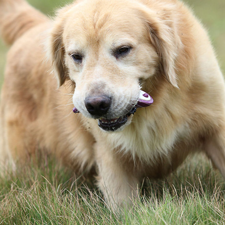 ของเล่นมะเขือยาวเทียมผิววัวทนทานต่อสวมใส่เรียบ-ของเล่นสุนัขไนลอนสำหรับสุนัขลูกสุนัขของเล่นที่กัด