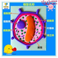 Biological cells model making handmade DxIY small animal plant eukaryotic organelles clay mud material new space