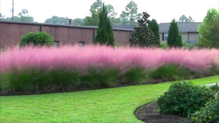 100-เมล็ดหญ้า-หญ้าภูเขา-หญ้าแพมพัส-pampas-grass-แปมปัส-นำเข้าจาก-usa-อัตราการงอกของเมล็ด-80-85