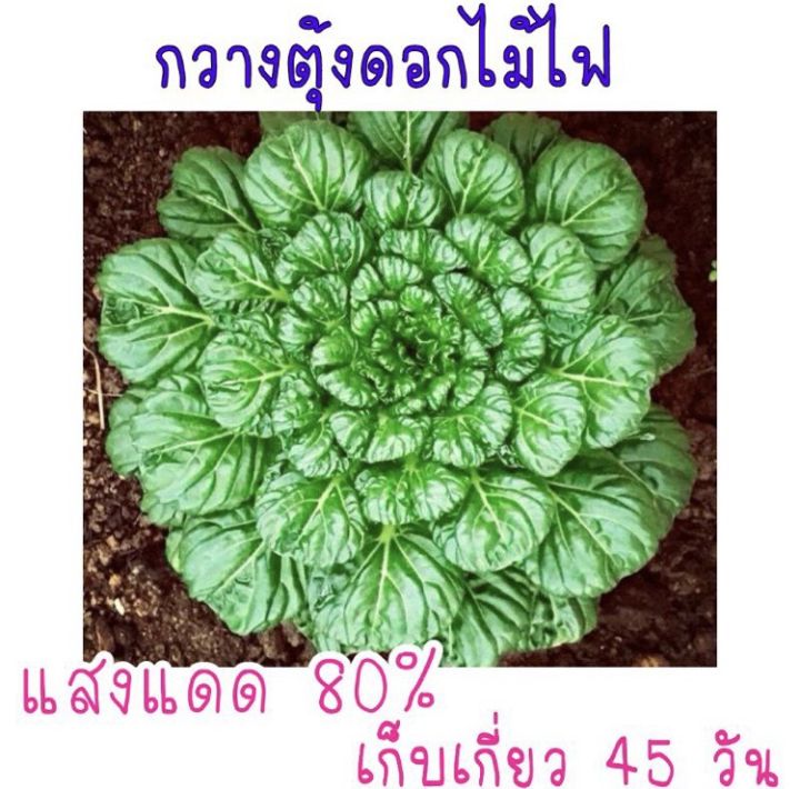 เมล็ด-ผักกวางตุ้ง-ดอกไม้ไฟ-tat-soi-chinese-flat-cabbage-บรรจุ-50-เมล็ด