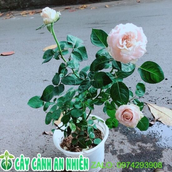 Bụi hoa hồng leo - ảnh sản phẩm 1