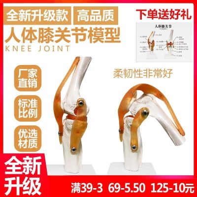 Knee joint model with human bones ligament function of teaching practice in medical display skeleton neck vertebra bone