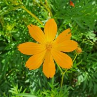 เมล็ดพันธุ์ ดาวกระจายสีส้ม (Tall Orange Cosmos Seed)บรรจุ 100 เมล็ด คุณภาพดี ราคาถูก ของแท้ 100%