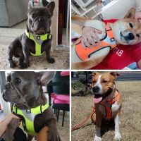 Truelove Dog Harness Adjustable Soft Mesh Easy on Vest No Pull Dog Harness Safety Reflective Outdoor for Small Medium Vest 2