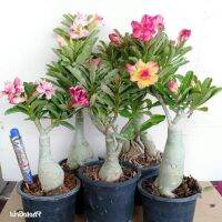 12 เมล็ด เมล็ดพันธุ์ ชวนชม สายพันธุ์ฮอลแลนด์ คละสี Adenium Seeds กุหลาบทะเลทราย Desert Rose ราชินีบอนไซ อัตรางอก 80-90% มีคู่มือปลูก