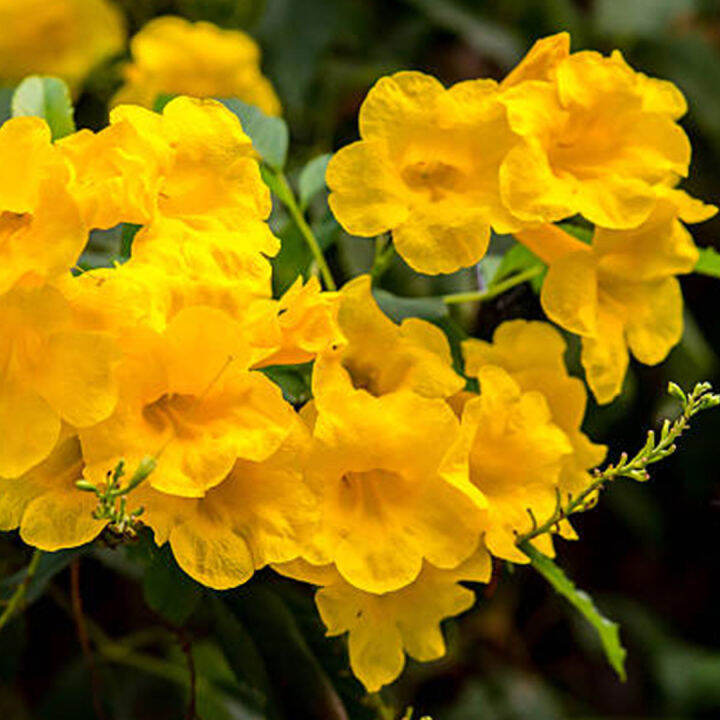 เมล็ดทองอุไร-30-เมล็ด-เมล็ดทองอุไรเหลืองสด-yellow-elder