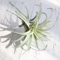 1pcs Artificial Tillandsia Plants Artificial Flocking Fake Bromeliads Air Plants Hanging Simulation Plant For Home Decoration Artificial Flowers  Plan