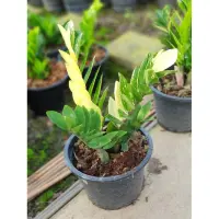 ( โปรโมชั่น++) คุ้มค่า ต้นกวักมรกตด่าง ไม้มงคล Zamioculcas zamifolia ต้นกวักมรกต ไม้ฟอกอากาศภายในบ้าน ด่างสวย**นัดรับเท่านั้น** ราคาสุดคุ้ม พรรณ ไม้ น้ำ พรรณ ไม้ ทุก ชนิด พรรณ ไม้ น้ำ สวยงาม พรรณ ไม้ มงคล