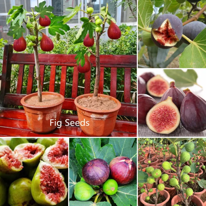100pcs figs Seeds Edible Fruit Bonsai Tree Seed rare red figs
