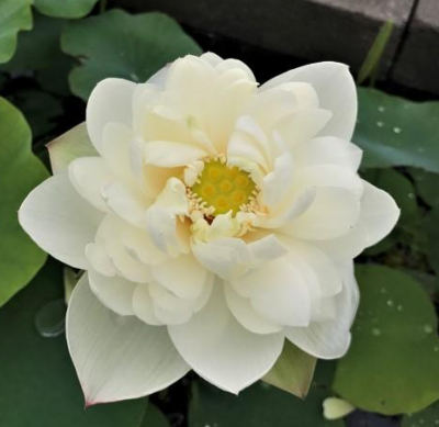 5 เมล็ด บัวนอก บัวนำเข้า บัวสายพันธุ์ Cui Yun 13B White Lotus สีขาว สวยงาม ปลูกในสภาพอากาศประเทศไทยได้ ขยายพันธุ์ง่าย เมล็ดสด