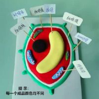 Plant cell model of junior high school textbooks with new finished product diy eukaryotic organisms clay paramecium submicroscopic structure