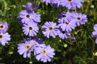 เมล็ดพันธุ์ เดซี่ สวอน ริเวอร์ brachyscome iberidifolia (Swan River Daisy) 1000 เมล็ด เมล็ดพันธุ์จาก อังกฤษ