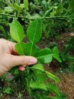 ใบมะกรูด 1 ขีด ใบมะกรูดสดจากสวนออร์กานิก ปลอดภัยไร้สารเคมี  fresh Kaffir leaves from organic farm สวนขายเอง