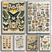 Botanical Educational Posters Butterfly Insect Fruit Birds Fish Animal Vintage Home Bar Cafe Decor Art Wall canvas painting Drawing Painting Supplies