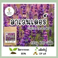 แถมฟรี!!ผงเร่งอัตราการงอก เมล็ดพันธุ์ลาเวนเดอร์ 400เมล็ด ปริมาณสุดคุ้ม??