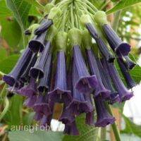 30 เมล็ดพันธุ์ เมล็ด เมล็ดพันธุ์ ต้นดอกระฆัง ดอกลำโพง แตรนางฟ้า Datura metel L. Angel Trumpet seed อัตราการงอก 80-85%