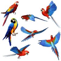 Three Ratels QD104 Beautiful parrot Wall Sticker Kids Room Decoration cute bird decal car body sticker Wall Stickers  Decals