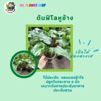 ( PRO+++ ) โปรแน่น.. ต้นฟิโลเดนดรอนหูช้าง / ฟิโลเดนดรอนไจแอนเตียม #ไม้มงคล #ไม้ฟอกอากาศ ในกระถาง 6 นิ้ว ราคาสุดคุ้ม พรรณ ไม้ น้ำ พรรณ ไม้ ทุก ชนิด พรรณ ไม้ น้ำ สวยงาม พรรณ ไม้ มงคล