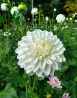 1 เหง้า/ชุุด รักเร่ Dahlia Bulb สายพันธุ์ Blizzard หัวรักเร่ ดอกไม้ หัวหน่อ เหง้า นำเข้า เนเธอร์แลน หัวสดใหม่