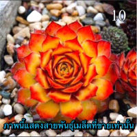 เมล็ดพันธุ์ ไม้อวบน้ำหายาก Succulent Empervivum 20 เมล็ด mixed