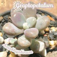 [กุหลาบหิน ลูกอม] Graptopetalum Amethystinum ส่งพร้อมกระถาง แคคตัส Cactus Succulent Haworthia Euphorbia ไม้หายาก พืชอวบน้ำ ไม้หนาม ไม้ทะเลทราย กระบองเพชร