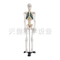 TJ - 102 - a human bone with a model 85 cm human anatomy teaching model with nerve